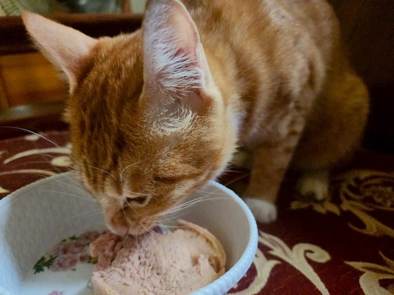 女人知己試用大隊,口碑行銷,部落客行銷,PURRFACT 波菲特貓用主食罐,主食罐,PURRFACT波菲特,貓主食罐,貓罐,PURRFACT波菲特貓用主食罐,魚肉蔓越莓主食罐,鮮嫩雞主食罐,鹿肉雞肉主食罐,牛肉鵪鶉貓主食罐,干貝蠶蛹配方,鱷魚肉白木耳配方,雞肉魚肉配方,安心鶉配方,評價,體驗,適口性佳,心得,成貓適用,高齡貓適用,質地是慕絲狀